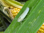 Aumento la presencia de chicharritas Un escenario no para preocuparse, pero sí para ocuparse