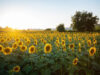 Balance de la campaña girasolera 2025/26: producción récord y flujos logísticos en Argentina Balance de la campaña girasolera 2025/26: producción récord y flujos logísticos en Argentina