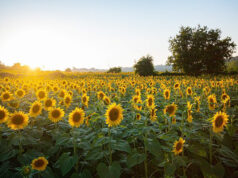 Balance de la campaña girasolera 2025/26: producción récord y flujos logísticos en Argentina Balance de la campaña girasolera 2025/26: producción récord y flujos logísticos en Argentina