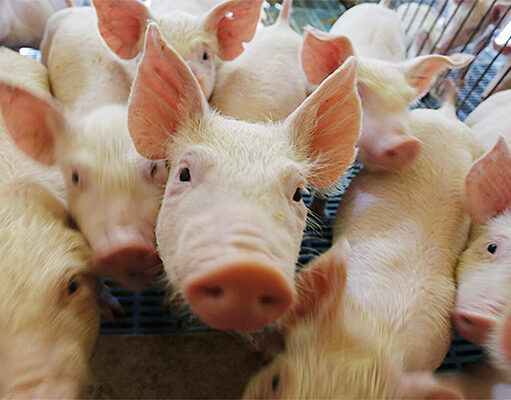 Cerdos: el segundo semestre equilibro un año complicado