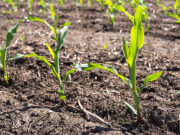 El maíz siempre es una oportunidad: recupera terreno y aspira a crecer un 18% El maíz siempre es una oportunidad: recupera terreno y aspira a crecer un 18%