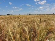 Las bolsas de cereales y de comercio sobre la continuidad de la rebaja de retenciones para el trigo y la cebada “es una buena y esperada medida”