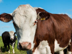 Financiación ganadera: Crecimiento del crédito en moneda extranjera y oportunidades de inversión Apoyo ruralista a la eliminación del peso mínimo de faena