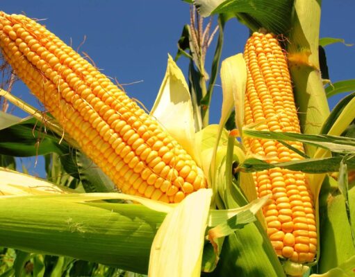 Maíz, el cultivo más tecnológico asciende: en la región núcleo ya se estima un 10% más para la 2025/26