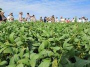 Neogen revoluciona la soja con cinco nuevas variedades para una campaña sin límites Neogen revoluciona la soja con cinco nuevas variedades para una campaña sin límites