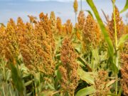 Cómo lograr silajes de calidad y transformar el forraje en rentabilidad: claves técnicas para una mejor nutrición animal Cómo lograr silajes de calidad y transformar el forraje en rentabilidad