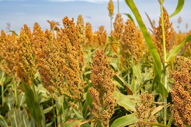 Cómo lograr silajes de calidad y transformar el forraje en rentabilidad