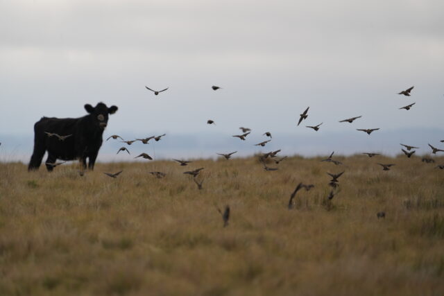 Estancias y Cabaña Las Lilas fue premiada por su compromiso con la conservación de la Loica Pampeana