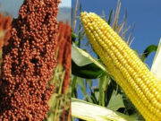 Un paso clave para liberar el potencial de la cadena del maíz y del sorgo