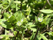 ¿Malezas que potencian los rindes?