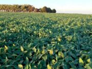 Altísimas chances de que “La Niña” quede fuera de la campaña gruesa 2025/26 Se esperan 600.000 t menos de lo que se proyectaba a inicios de campaña