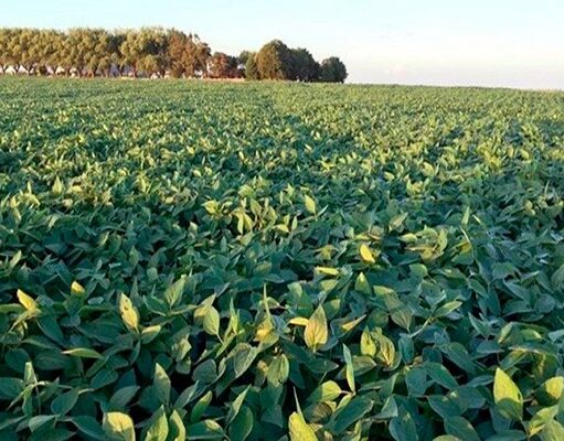 Se esperan 600.000 t menos de lo que se proyectaba a inicios de campaña Se esperan 600.000 t menos de lo que se proyectaba a inicios de campaña