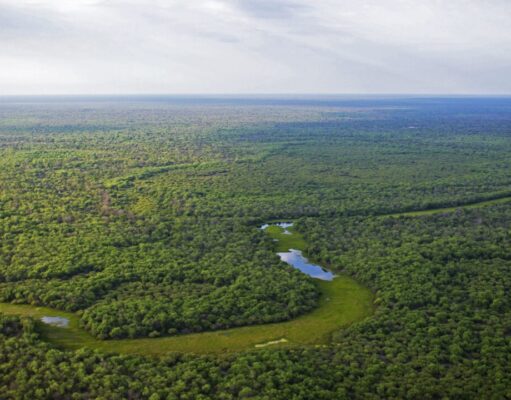 UBA y FAO firmaron un acuerdo para investigar la regeneración de bosques en el Parque Chaqueño en FAUBA UBA y FAO firmaron un acuerdo para investigar la regeneración de bosques en el Parque Chaqueño en FAUBA