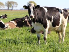 Panorama productivo actual en el sector lácteo santafesino