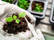 Bioinsumos: un nuevo marco regulatorio abre la oportunidad para el despegue del mercado Bioinsumos: un nuevo marco regulatorio abre la oportunidad para el despegue del mercado