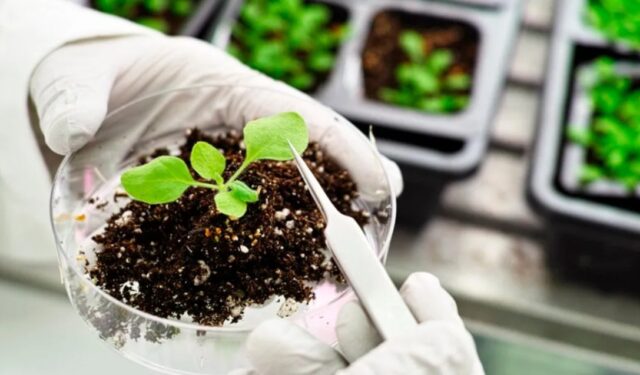 Bioinsumos: un nuevo marco regulatorio abre la oportunidad para el despegue del mercado