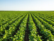 Manejo de la fertilidad del suelo y nutrición de cultivos para potenciar la productividad agrícola Manejo de la fertilidad del suelo y nutrición de cultivos para potenciar la productividad agrícola