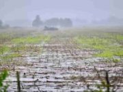 “Niño” a la vista para la próxima gruesa Impacto en el campo de las lluvias del fin de semana