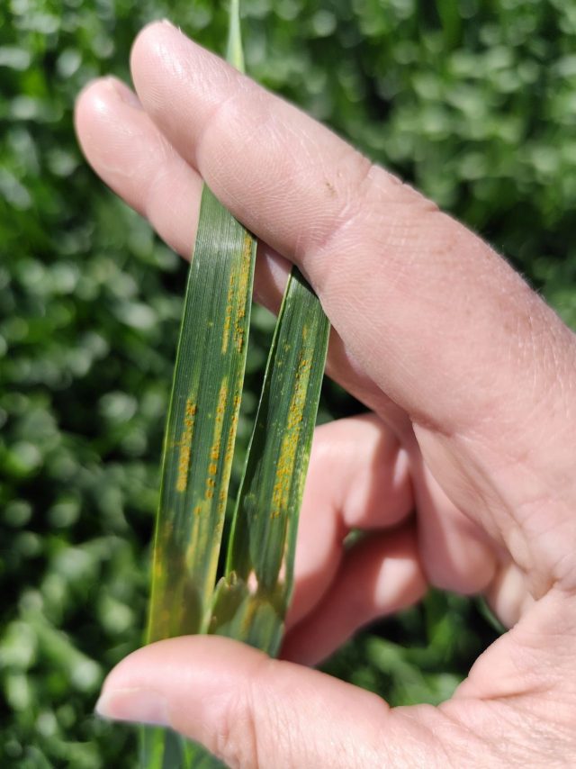 Las carboxamidas son la clave para proteger una campaña de trigo de alto potencial