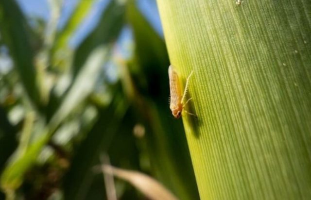 La ausencia de chicharrita sigue predominando