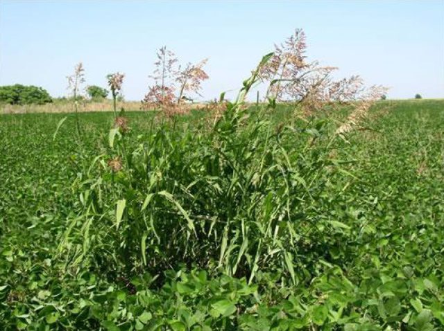 El fin del Sorgo de Alepo