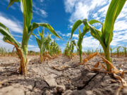 Llega EnBio 2026: Por primera vez un evento sobre estrés abiótico Llega EnBio 2026: Por primera vez un evento sobre estrés abiótico