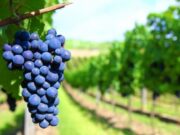 FOEVA desmiente versiones de crisis en el sector vitivinícola FOEVA desmiente versiones de crisis en el sector vitivinícola