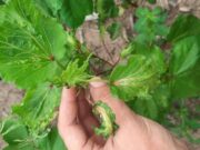 Herbicidas hormonales: cuando el aliado se puede convertir en enemigo Herbicidas hormonales: cuando el aliado se puede convertir en enemigo