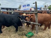 Por qué 2026 será el año del despegue de la ganadería Por qué 2026 será el año del despegue de la ganadería