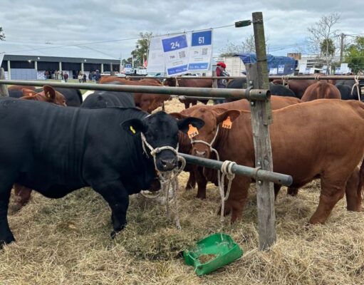 Por qué 2026 será el año del despegue de la ganadería Por qué 2026 será el año del despegue de la ganadería