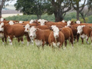 Mayor nutrición para una ganadería de alta producción Mayor nutrición para una ganadería de alta producción