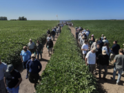 La nueva generación de soja ya está en el campo