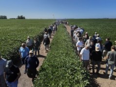 La nueva generación de soja ya está en el campo