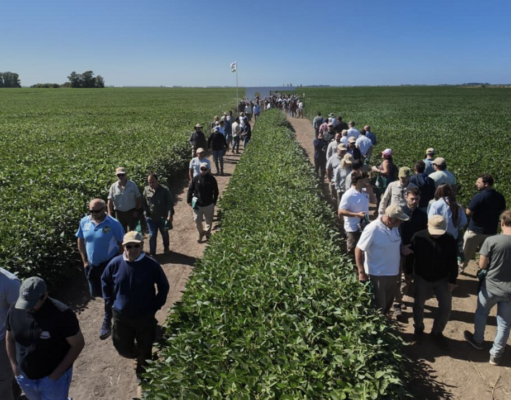 La nueva generación de soja ya está en el campo