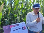 Maíz más bajo, más estable y con hasta 21% más rendimiento en condiciones adversas: la apuesta de Bayer Maíz más bajo, más estable y con hasta 21% más rendimiento en condiciones adversas: la apuesta de Bayer