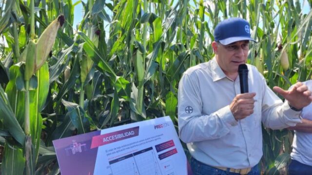 Maíz más bajo, más estable y con hasta 21% más rendimiento en condiciones adversas: la apuesta de Bayer