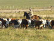 El “plan conquista” de Trade Food: innovación tecnológica y visión 360 para redefinir el negocio Ganadero El "plan conquista" de Trade Food