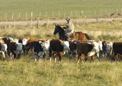 El “plan conquista” de Trade Food: innovación tecnológica y visión 360 para redefinir el negocio Ganadero El "plan conquista" de Trade Food