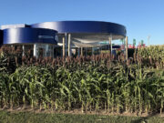 Descubren cómo evitar pérdidas millonarias en sorgo por el brotado previo a la cosecha Descubren cómo evitar pérdidas millonarias en sorgo por el brotado previo a la cosecha