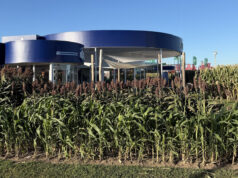 Descubren cómo evitar pérdidas millonarias en sorgo por el brotado previo a la cosecha Descubren cómo evitar pérdidas millonarias en sorgo por el brotado previo a la cosecha