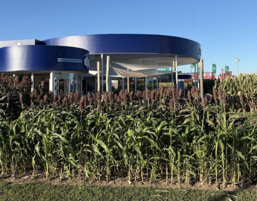 Descubren cómo evitar pérdidas millonarias en sorgo por el brotado previo a la cosecha Descubren cómo evitar pérdidas millonarias en sorgo por el brotado previo a la cosecha