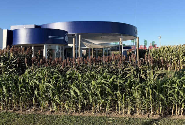 95d5ced3-b6c3-4d3c-b261-3a8f091d1cbb Descubren cómo evitar pérdidas millonarias en sorgo por el brotado previo a la cosecha