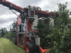 De Venado Tuerto al mundo: una máquina argentina cosecha el 65% de las aceitunas de Australia De Venado Tuerto al mundo: una máquina argentina cosecha el 65% de las aceitunas de Australia