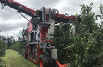 De Venado Tuerto al mundo: una máquina argentina cosecha el 65% de las aceitunas de Australia De Venado Tuerto al mundo: una máquina argentina cosecha el 65% de las aceitunas de Australia