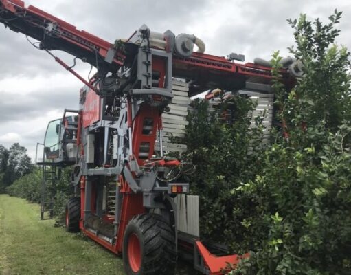 De Venado Tuerto al mundo: una máquina argentina cosecha el 65% de las aceitunas de Australia De Venado Tuerto al mundo: una máquina argentina cosecha el 65% de las aceitunas de Australia