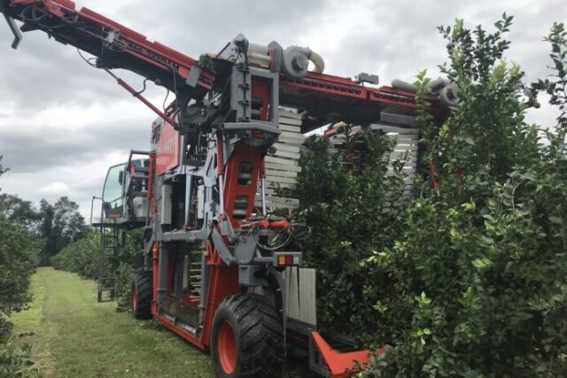 De Venado Tuerto al mundo: una máquina argentina cosecha el 65% de las aceitunas de Australia