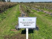 Nuevos arándanos made in Argentina Nuevos arándanos made in Argentina