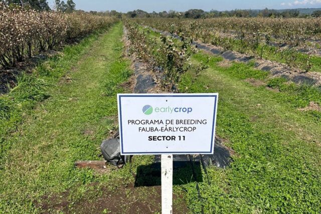 Nuevos arándanos made in Argentina