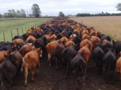 Revolución ganadera de mayo: la oportunidad que empezó a jugarse en los corrales Revolución ganadera de mayo