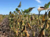Asediada por lluvias, la cosecha de soja ya lleva 30 puntos de atraso Asediada por lluvias, la cosecha de soja ya lleva 30 puntos de atraso